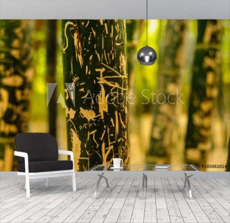 Image de Grafitti cut into the stems of giant bamboo at the Jardin Majorelle Marrakech Morocco